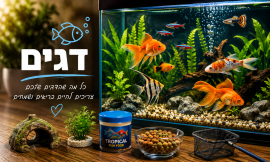 דגים