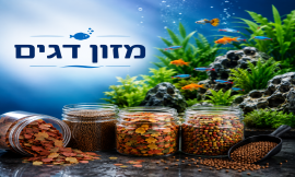 מזון דגים